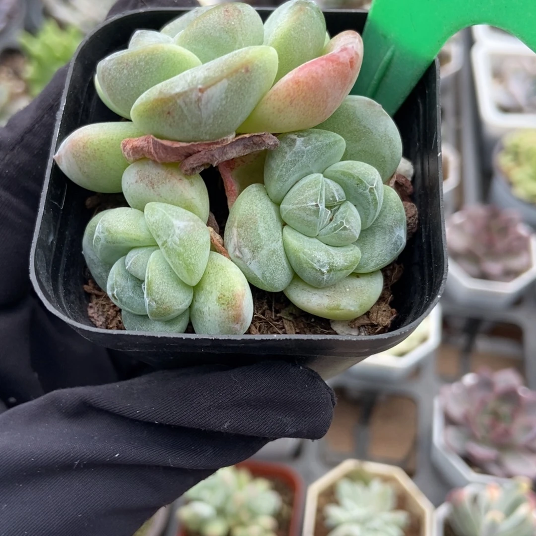 6冰玉多肉植物多肉