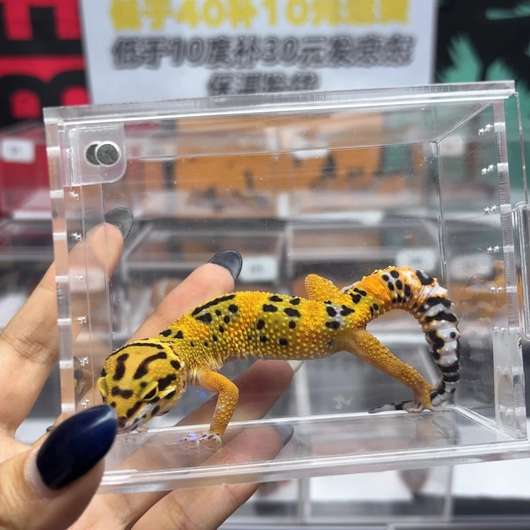 豹纹守宫翡翠R018弟弟