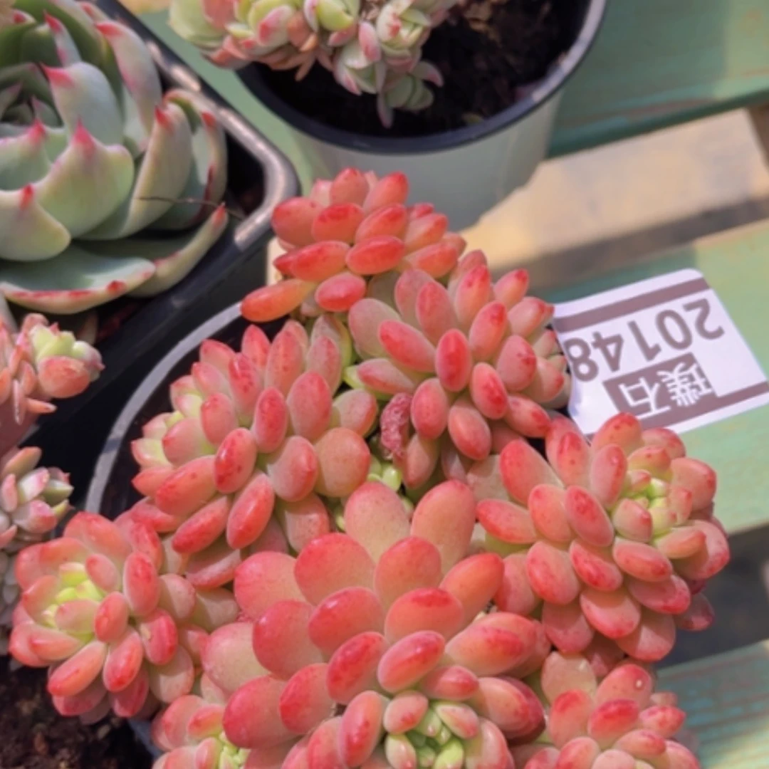 【闪购商品】可爱多20148