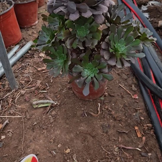 红铜壶加急发货28