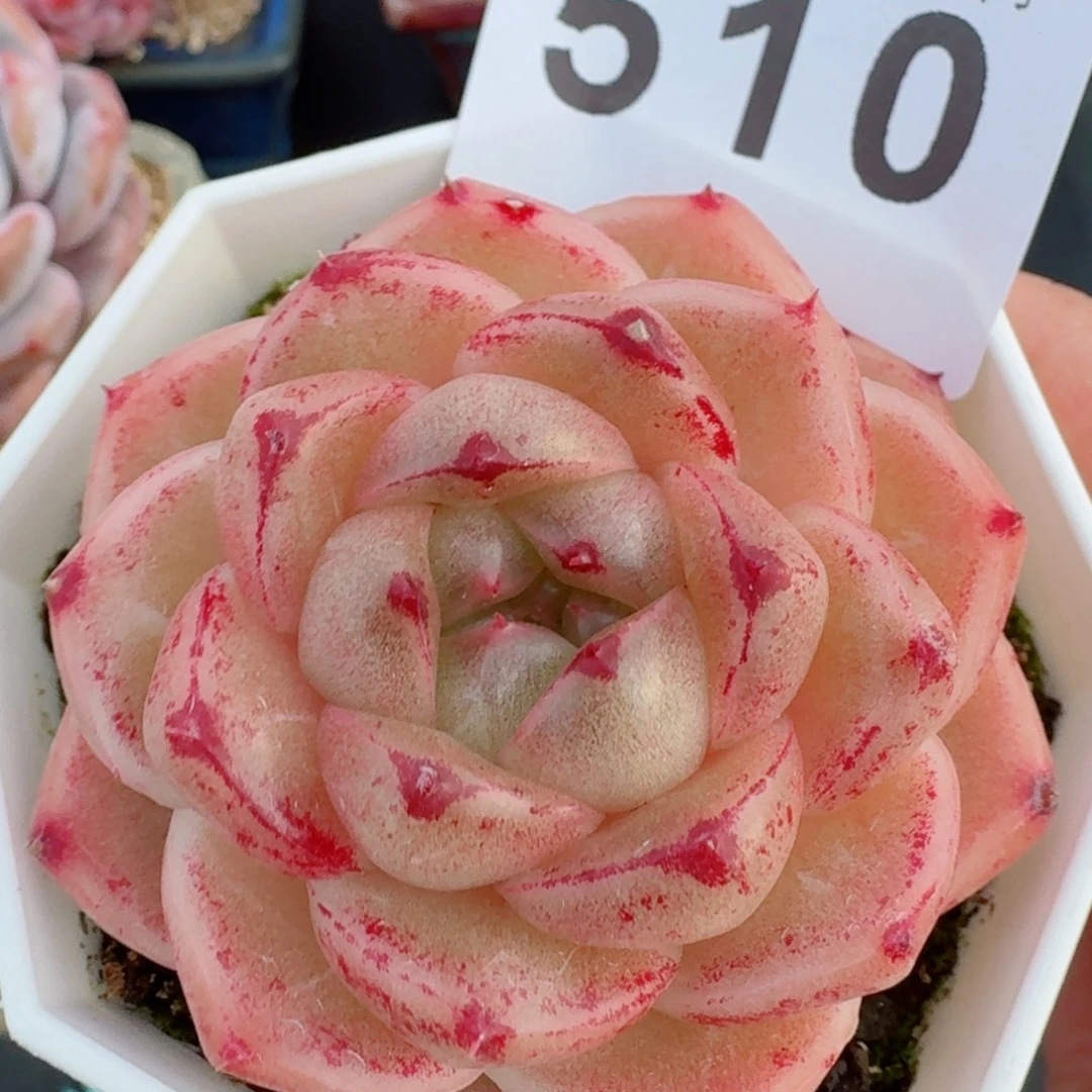 m100      愿你一路坦途，乘风破浪展宏图