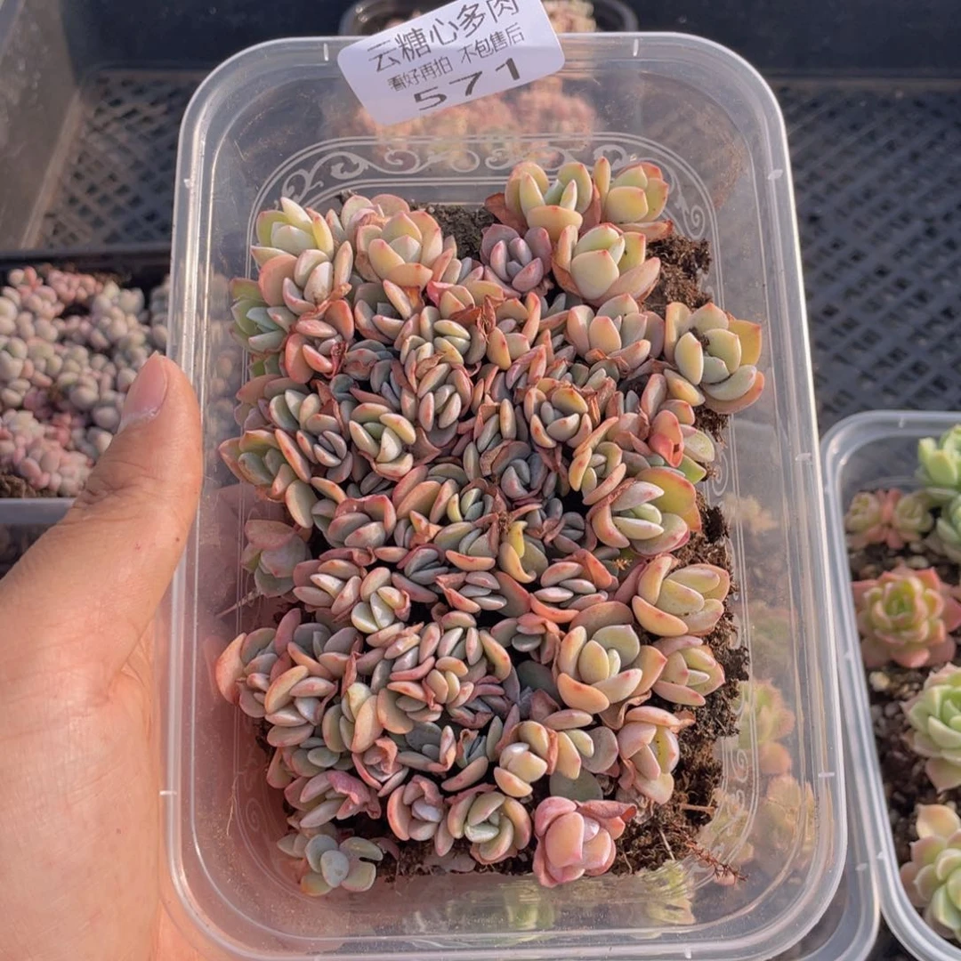 云糖心多肉植物571