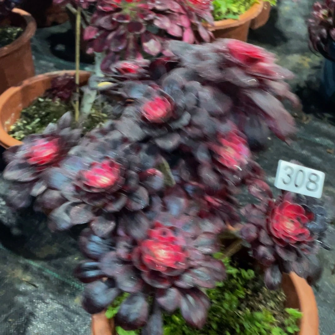 希**恋308香奈儿11111多肉