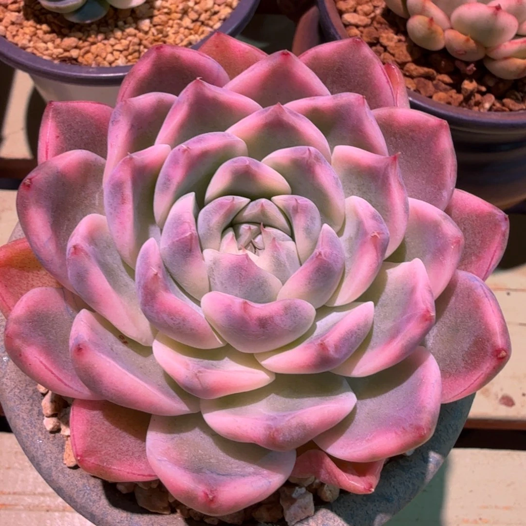 阿尔巴佳人锦，锦上园艺一物一拍