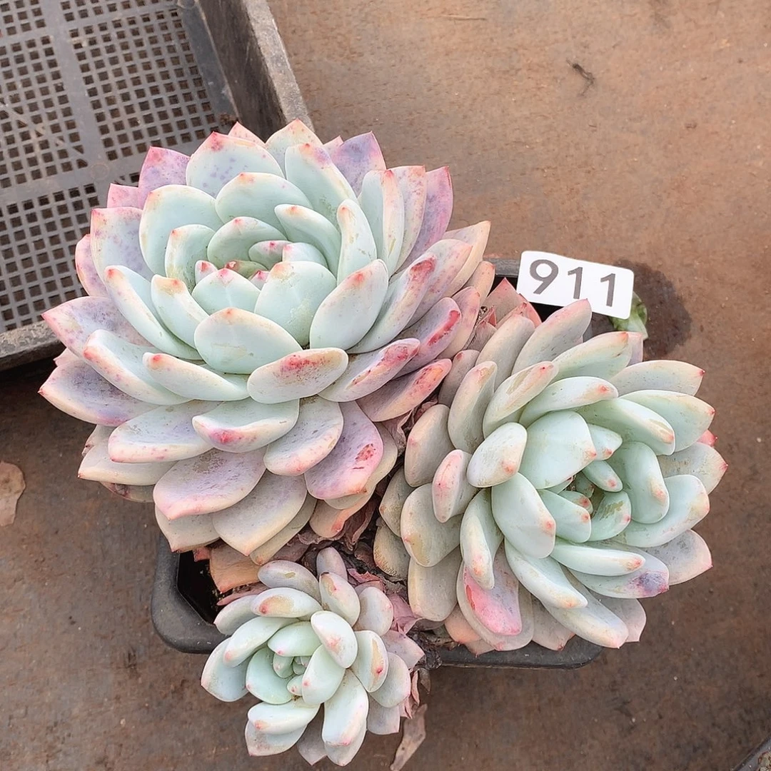 911橙子 一物一拍多肉