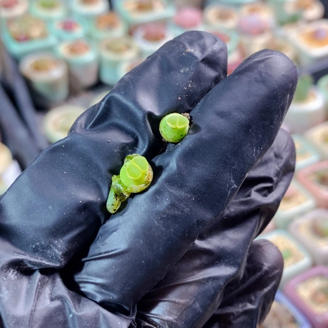 ?*?4354--一物一拍 奶瓶