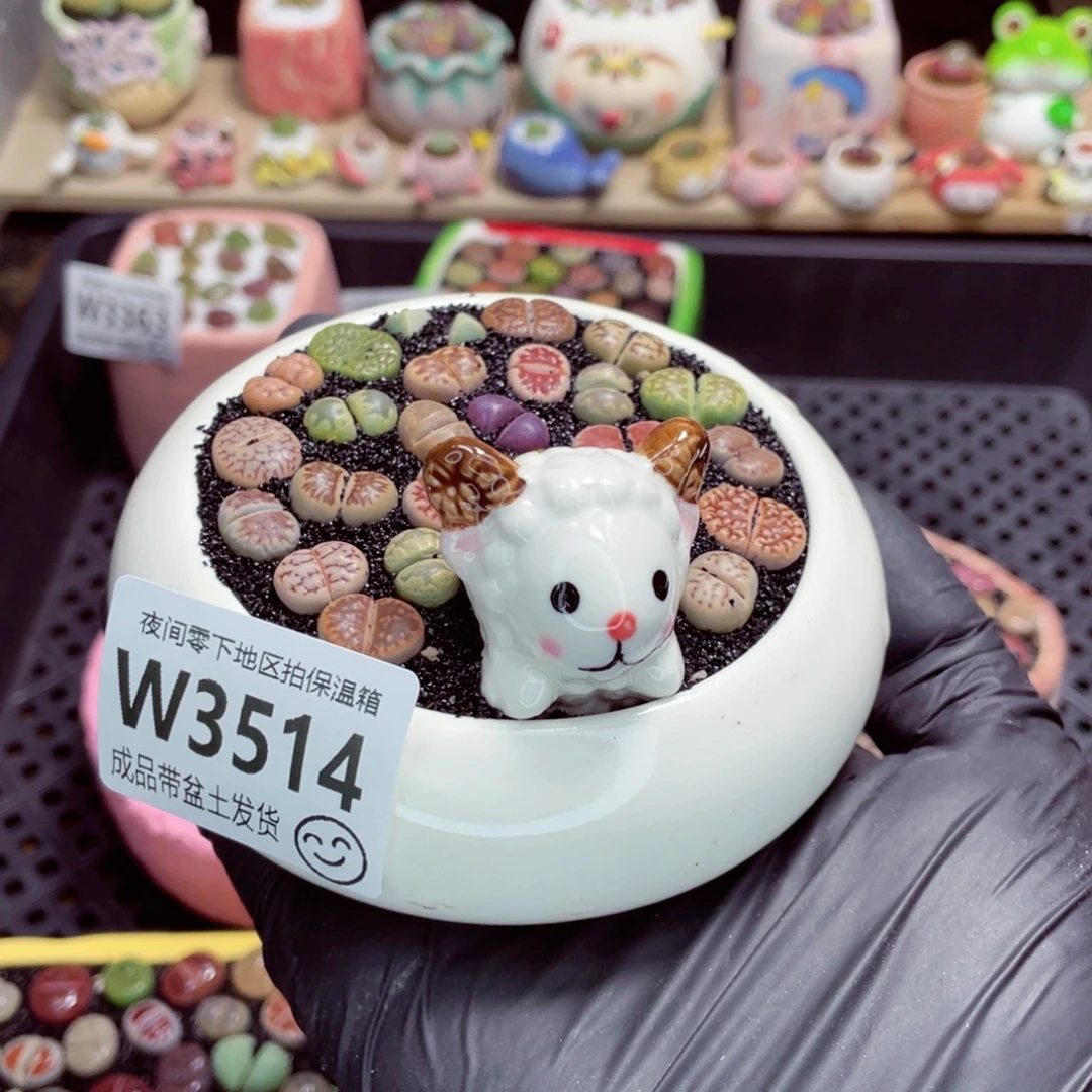 静***阳夜间零下地区拍保温箱w3514