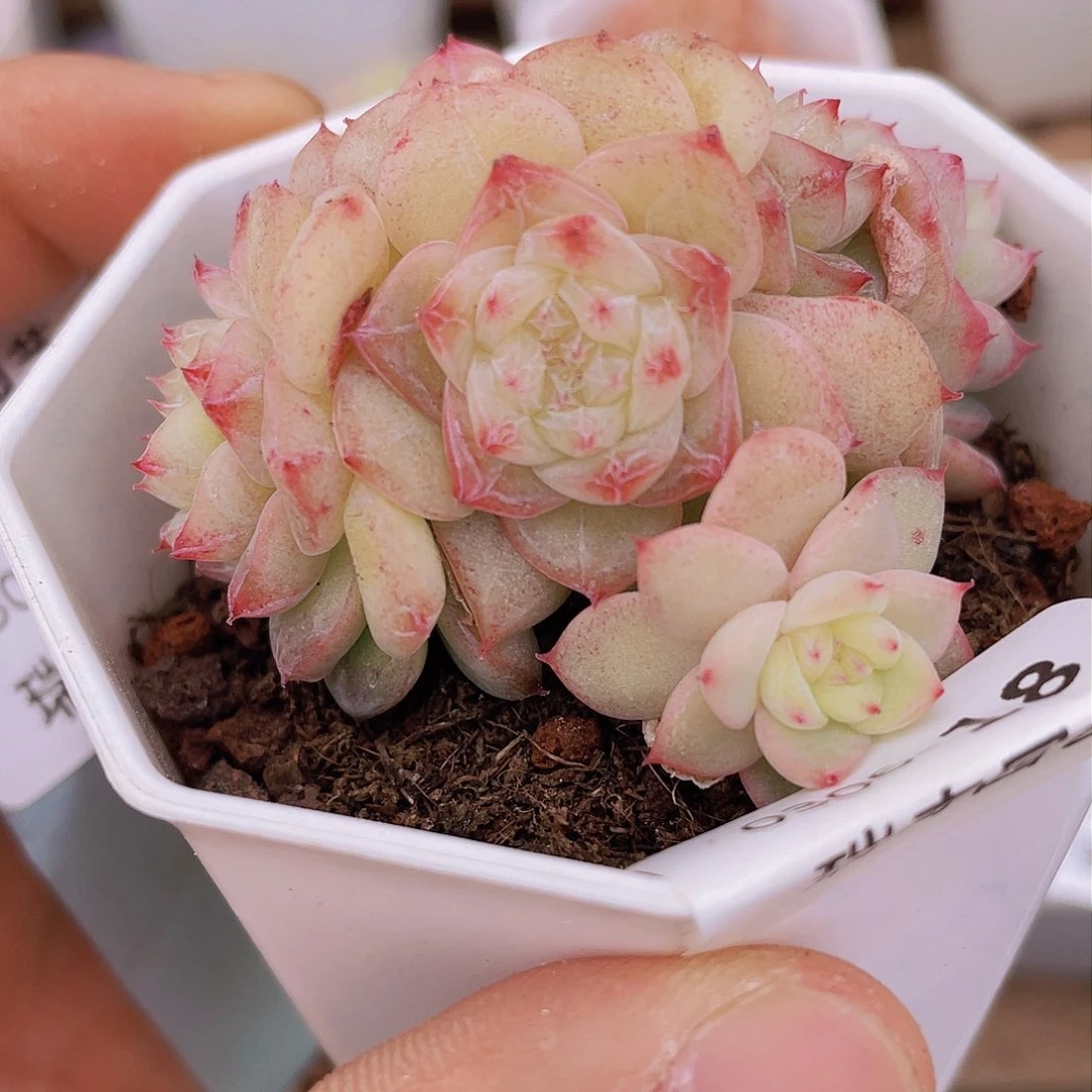 0000000000000018量拍