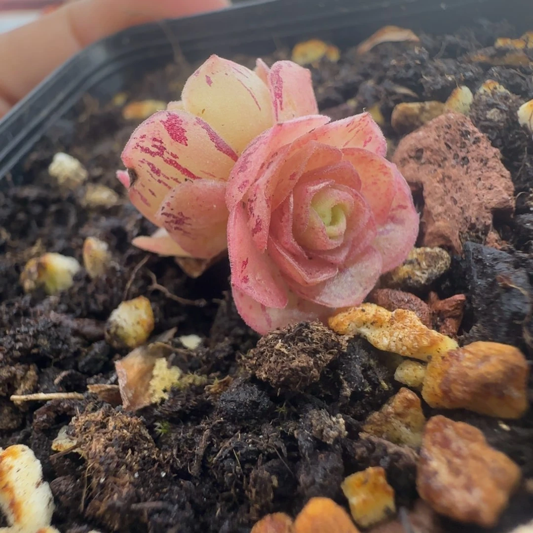 L654半城玫瑰蕾Ａ００１不含盆土