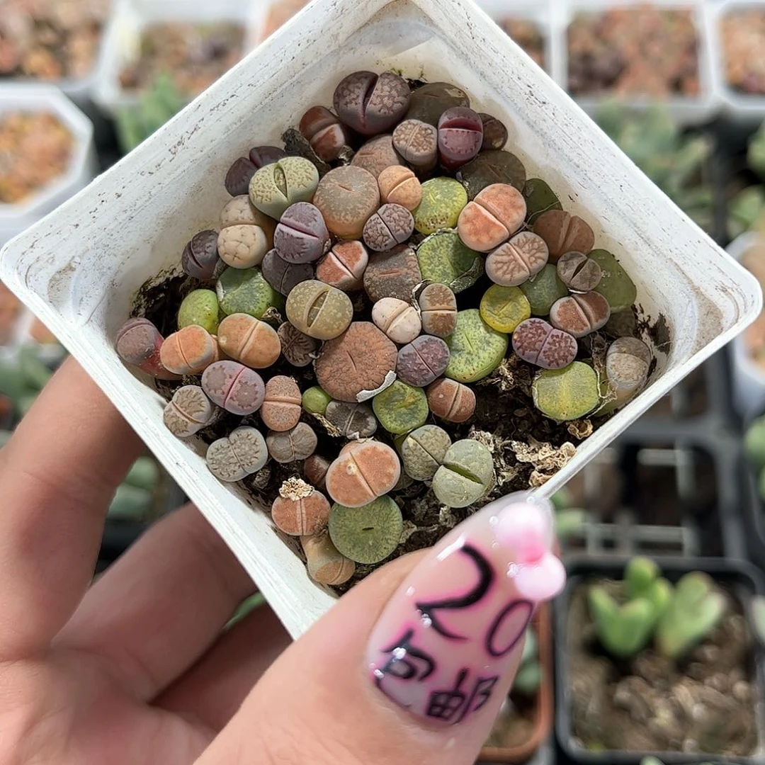 生石花单头发货有根发货