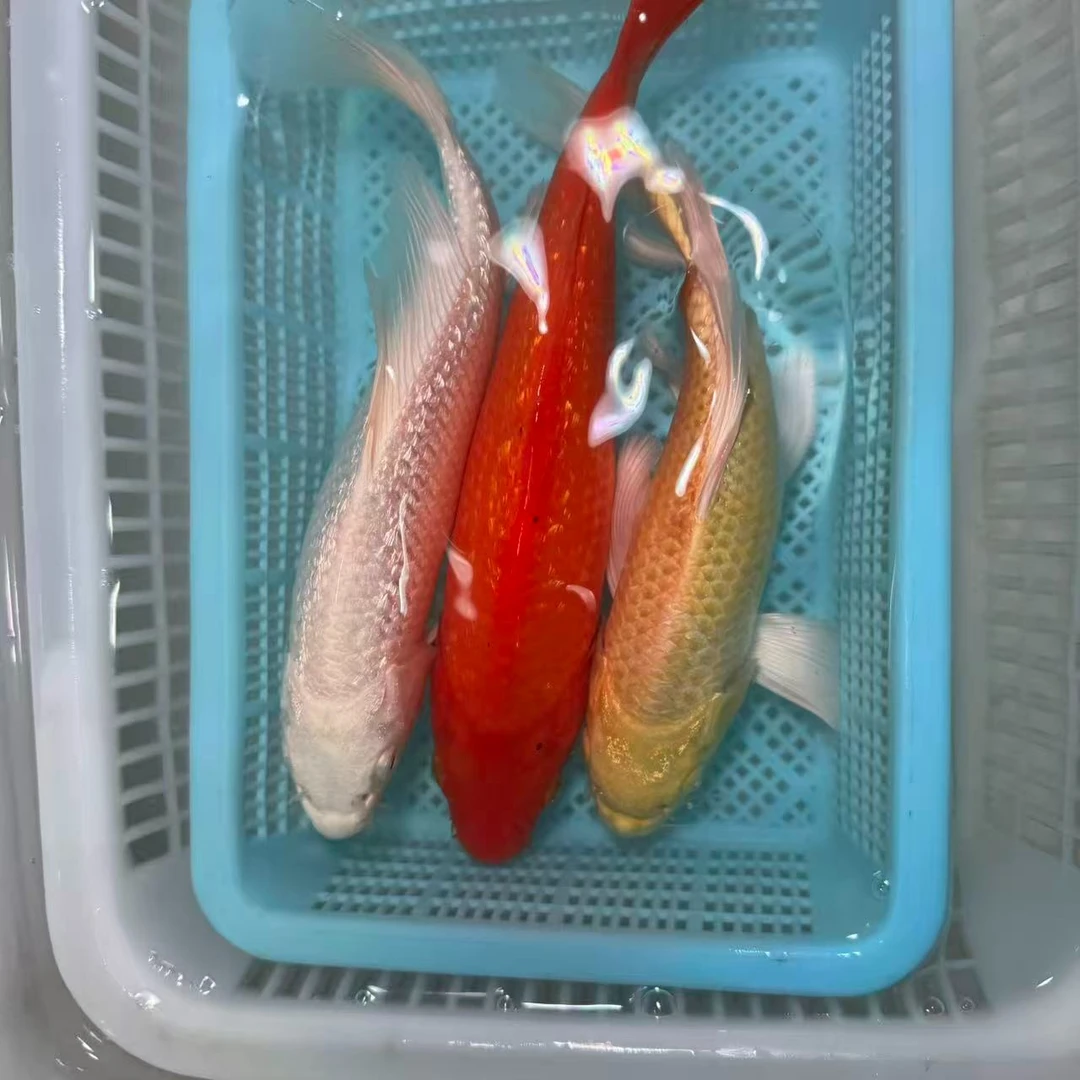 【三条装组合】15-20公分黄蝴蝶闪鳞火鲤闪鳞白蝴蝶组合包邮