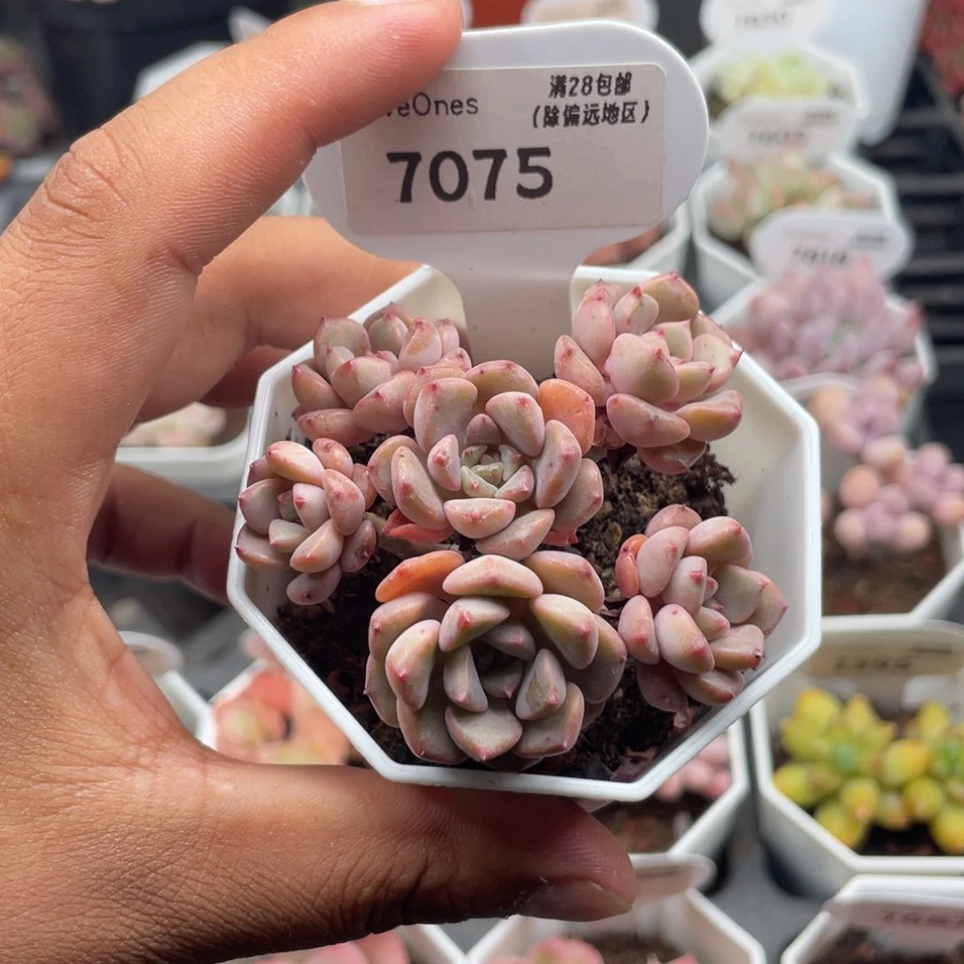 7075哆啦A梦5.0厘米