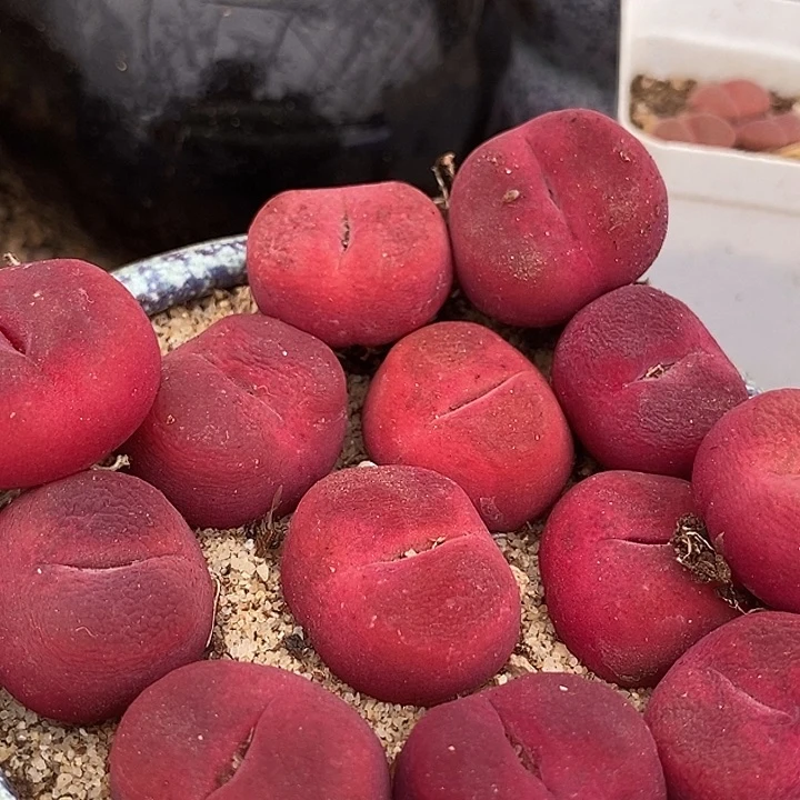 超红蟠桃母本一颗  买2送1