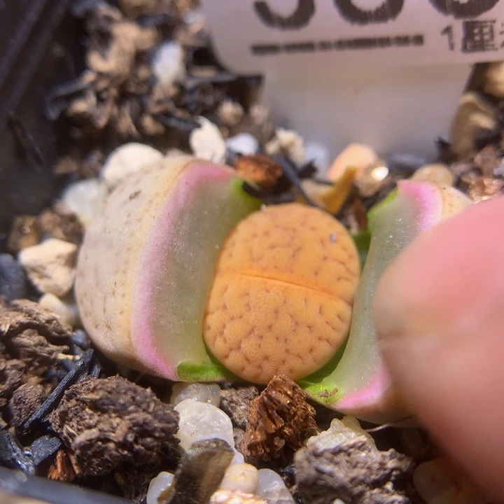 精品生石花113.383