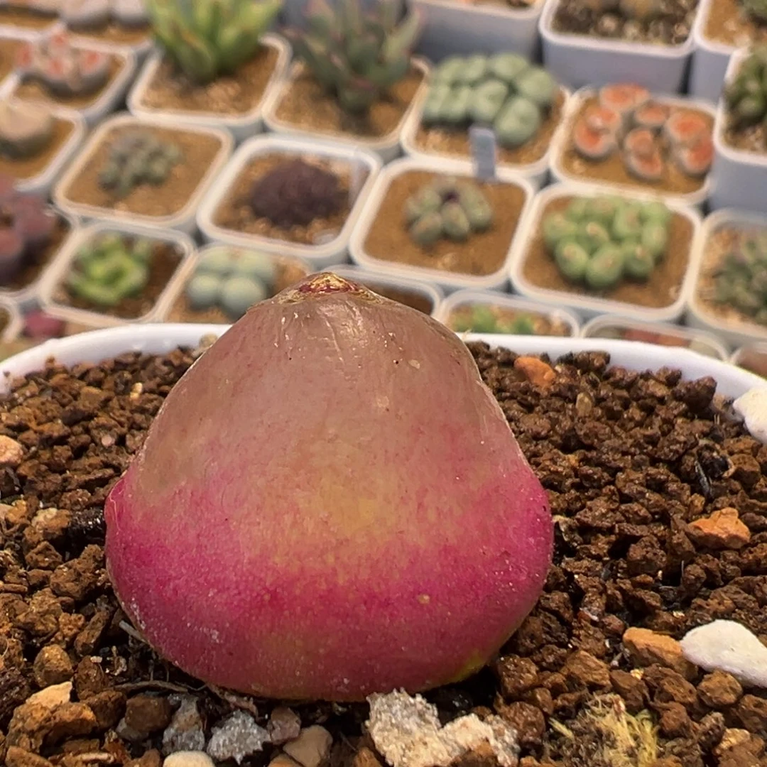 2202多肉植物百科灯泡