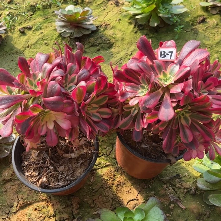 美杜莎多肉植物13-7