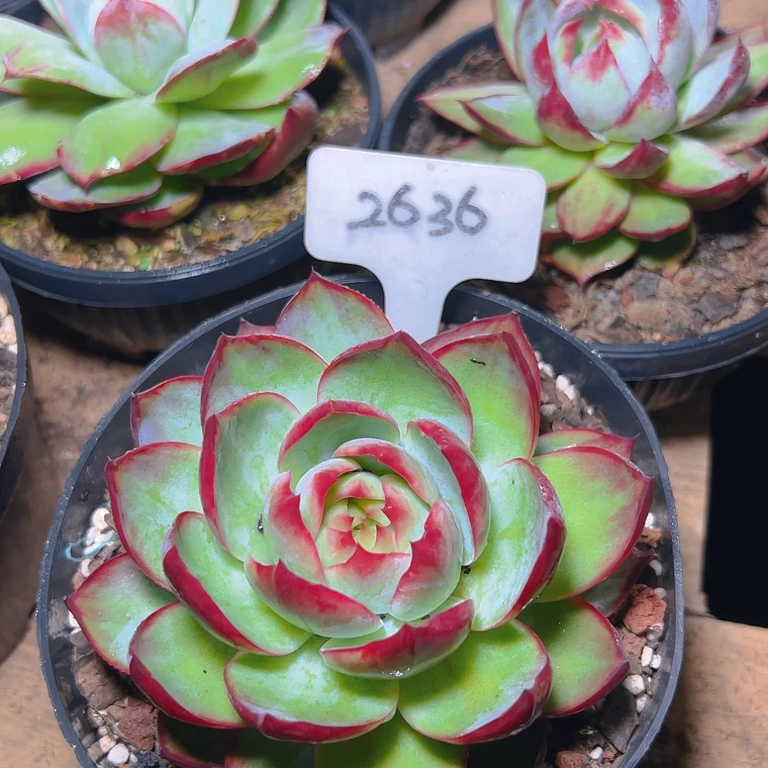 惊鸿仙子一物一拍2636号