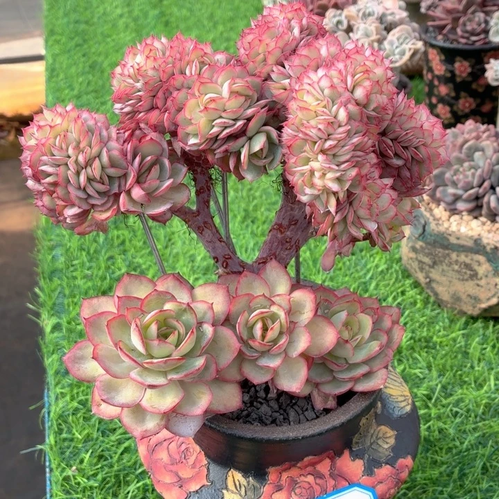 多肉植物 牡丹亭缀-4