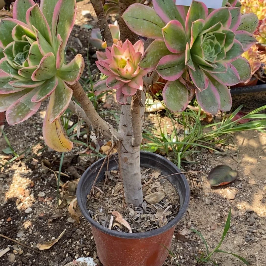 8大叶绿玫瑰锦多肉植物
