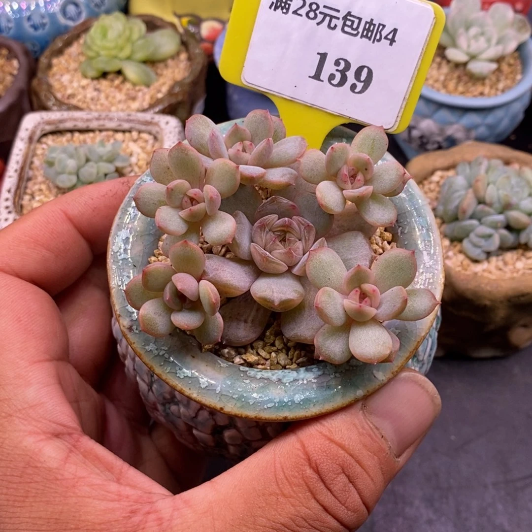 4139红恋手捧6头……