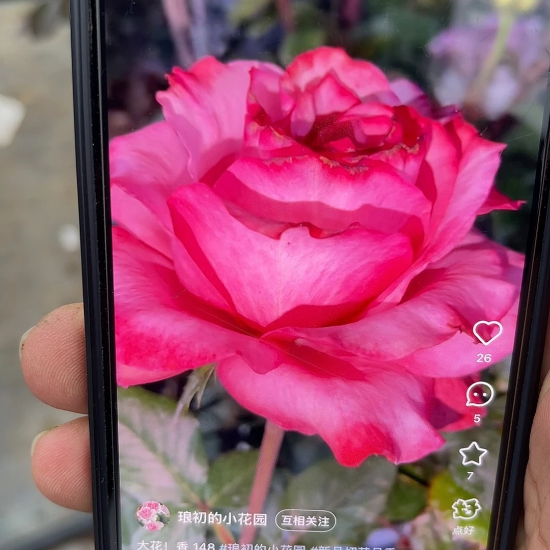 无花朵———-测试148 福利款