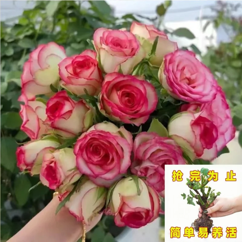 【莎皇】玫瑰花苗大花浓香四季开花卉盆栽切花月季花月季耐寒植物