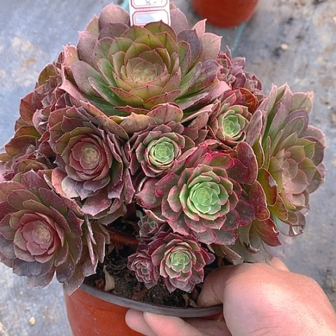 823万圣节多肉植物