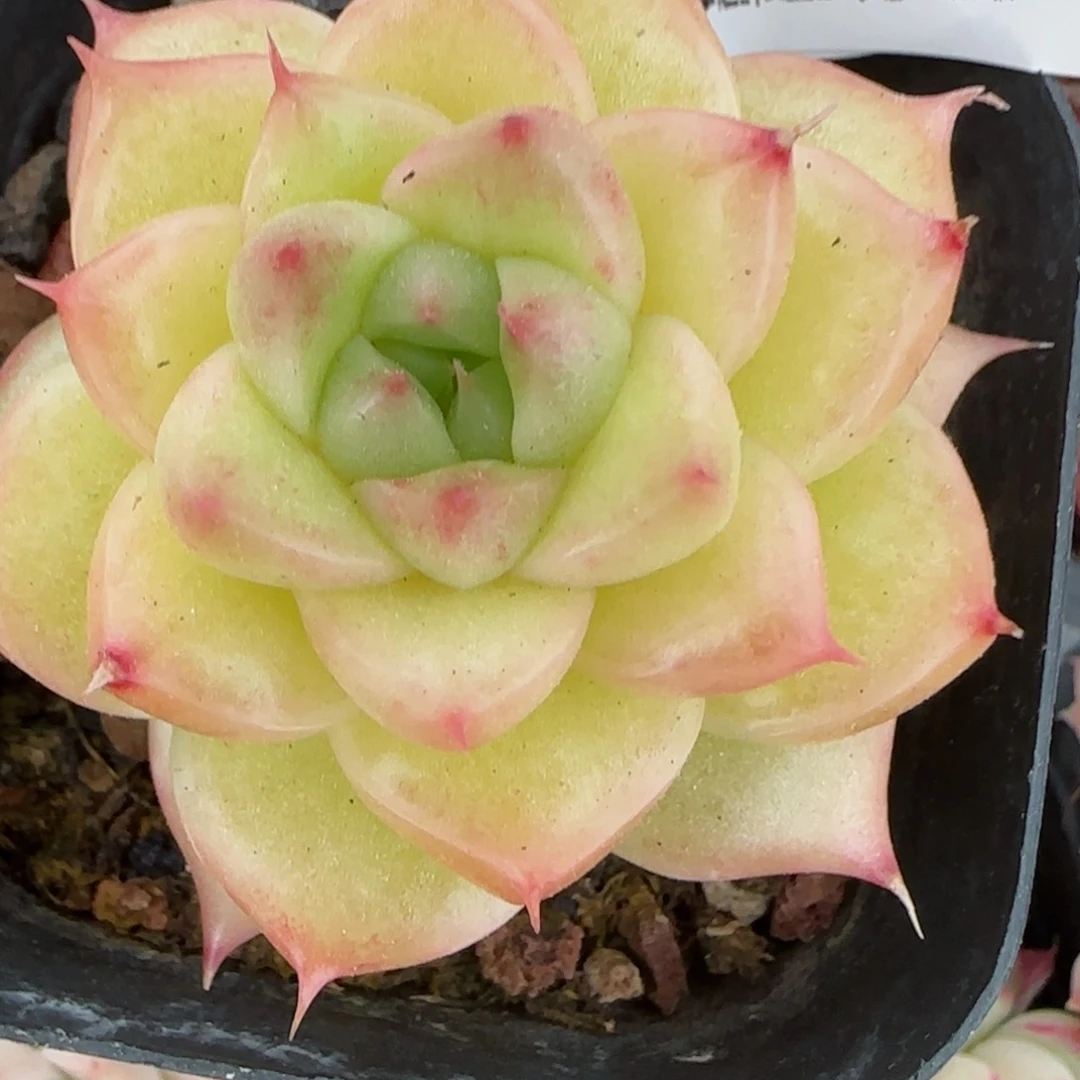 花语逸境0216-475