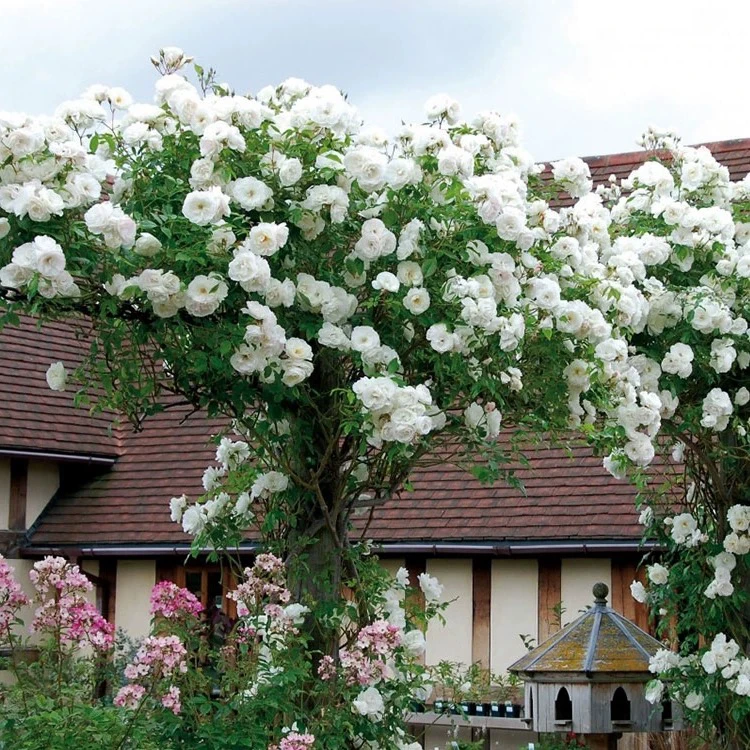 白色藤冰山月季花苗大型藤本室外耐寒植物爬藤