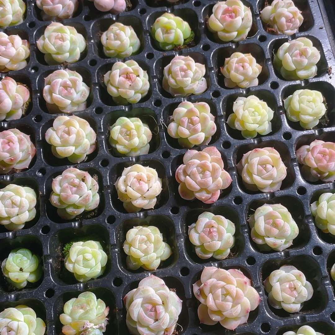 白桃汽水穴一个满25包邮