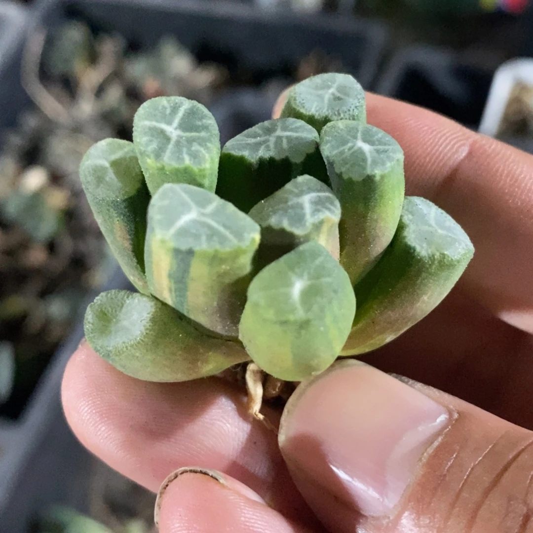 一颗雪葵万象锦。