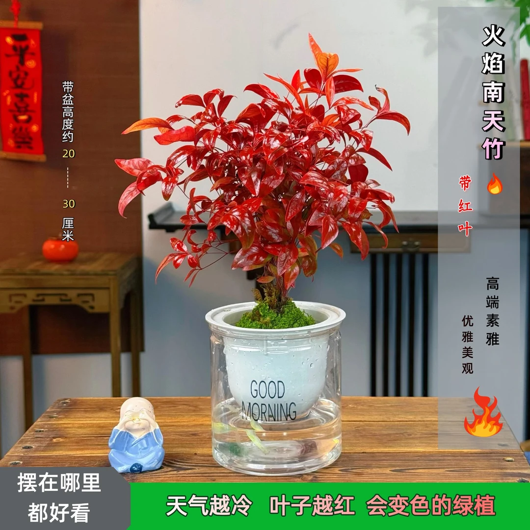 【带盆发货】天气越冷  叶子越红  火焰南天竹   桌面小盆栽盆景