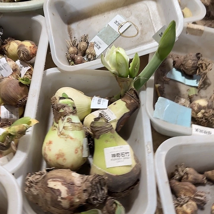 神奇石竹花后球福利