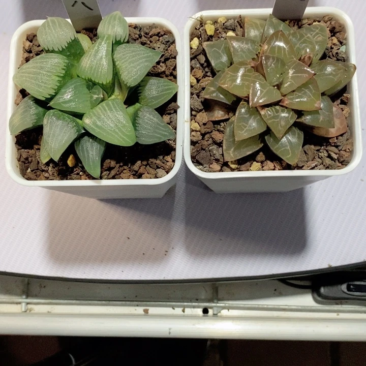 电路板十二卷多肉
