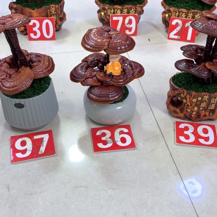 无花朵灵芝盆景 可观赏可使用