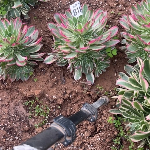 188海王不包断枝