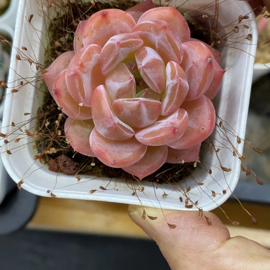 精品多肉一物一拍不包整438