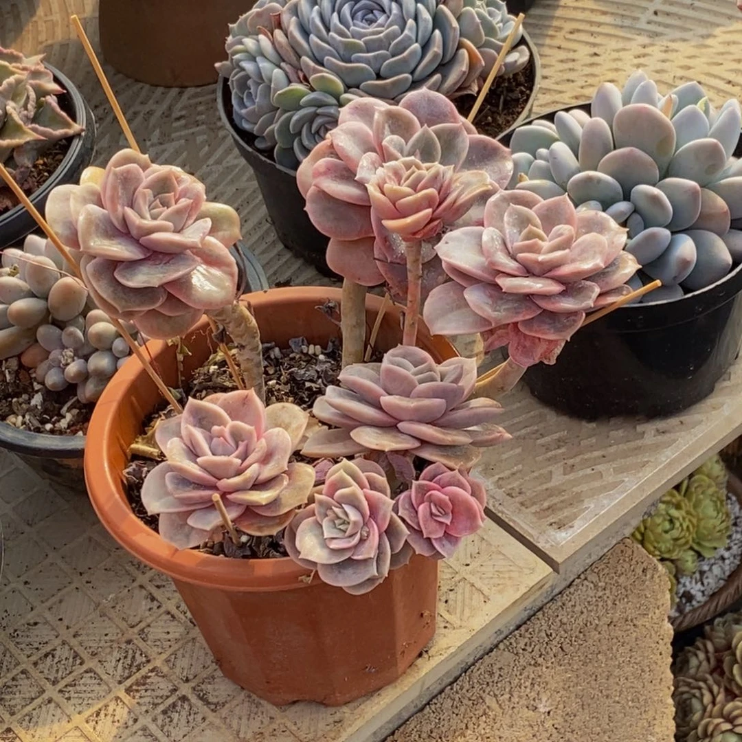 小*48包邮一物一拍多肉植物