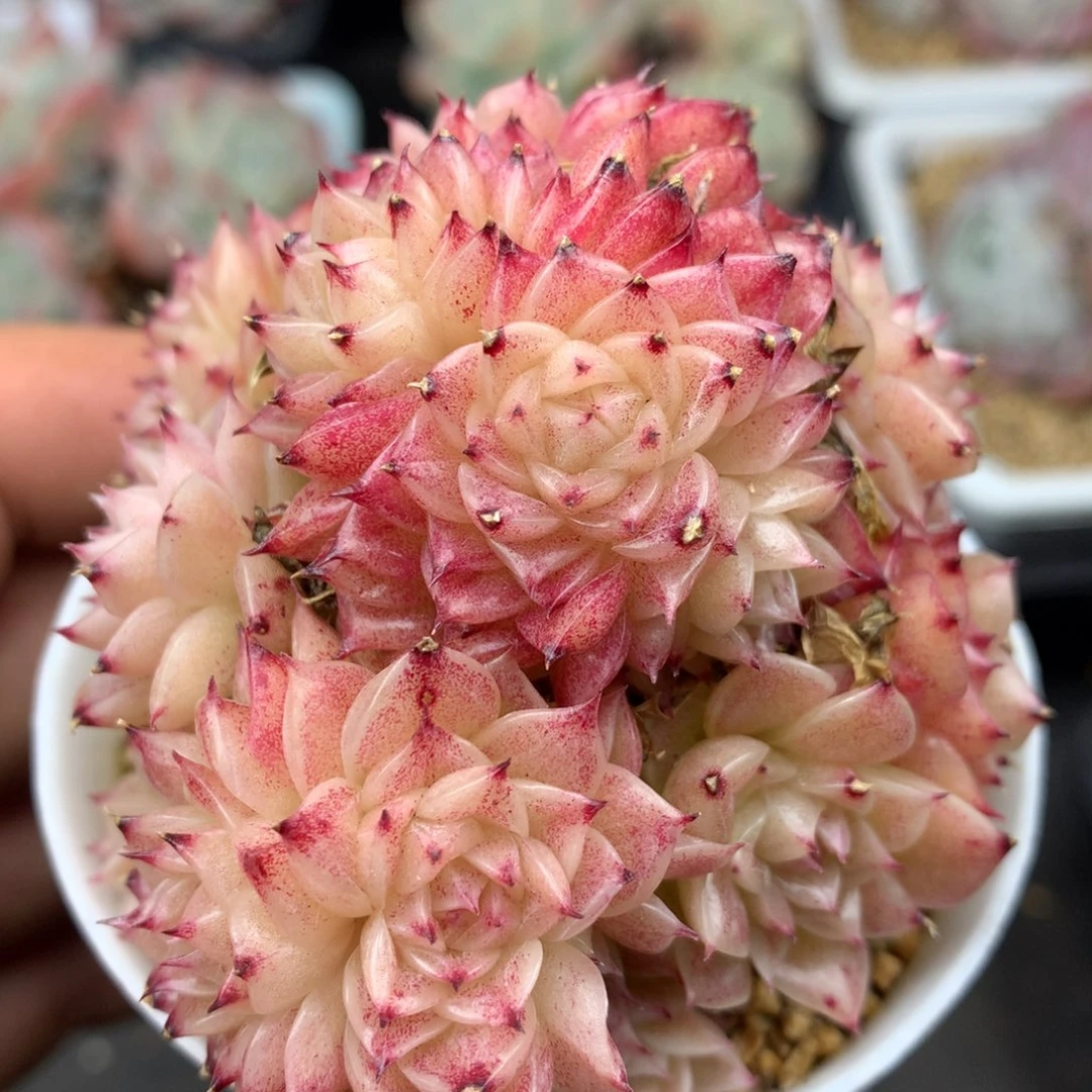 0221-123 麦杆优选