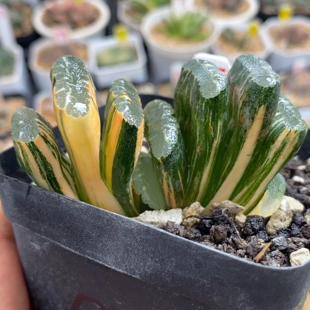 687赤斑玉扇锦一物一拍