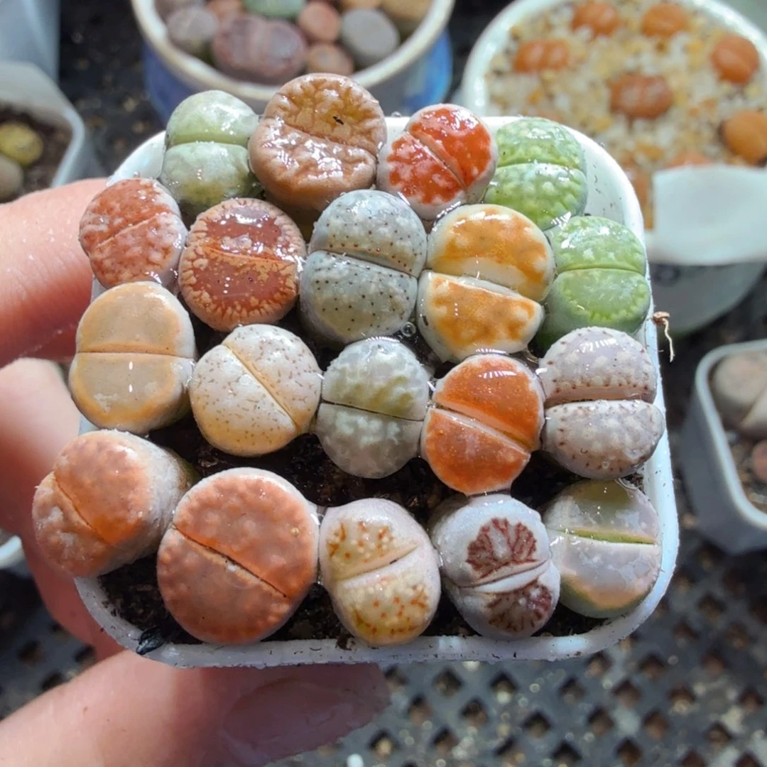 多肉葡萄的季节性和679