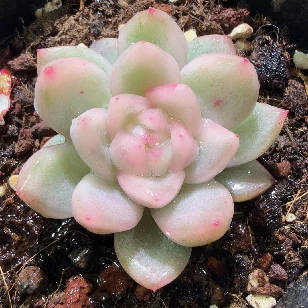 冰月亮锦，多肉植物。