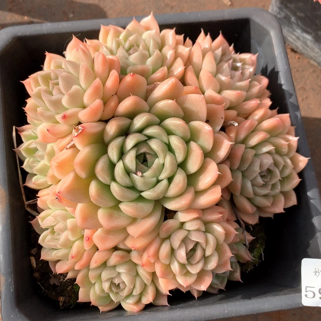 5964杂交多肉植物基地