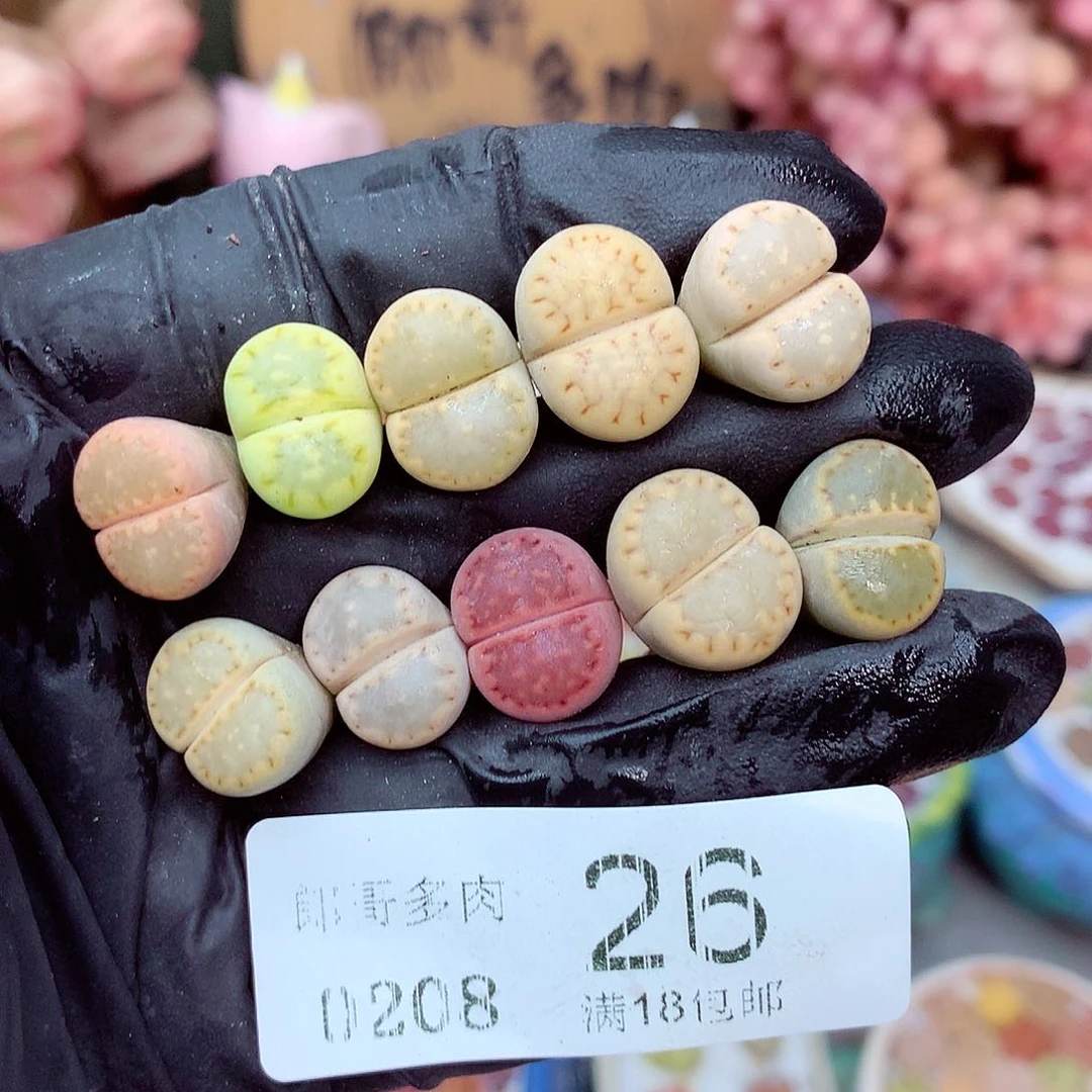 生石花满18包邮8-26