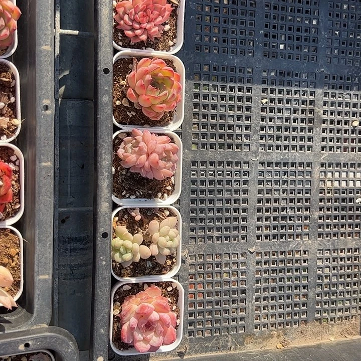 檀***客6个小精品多肉植物