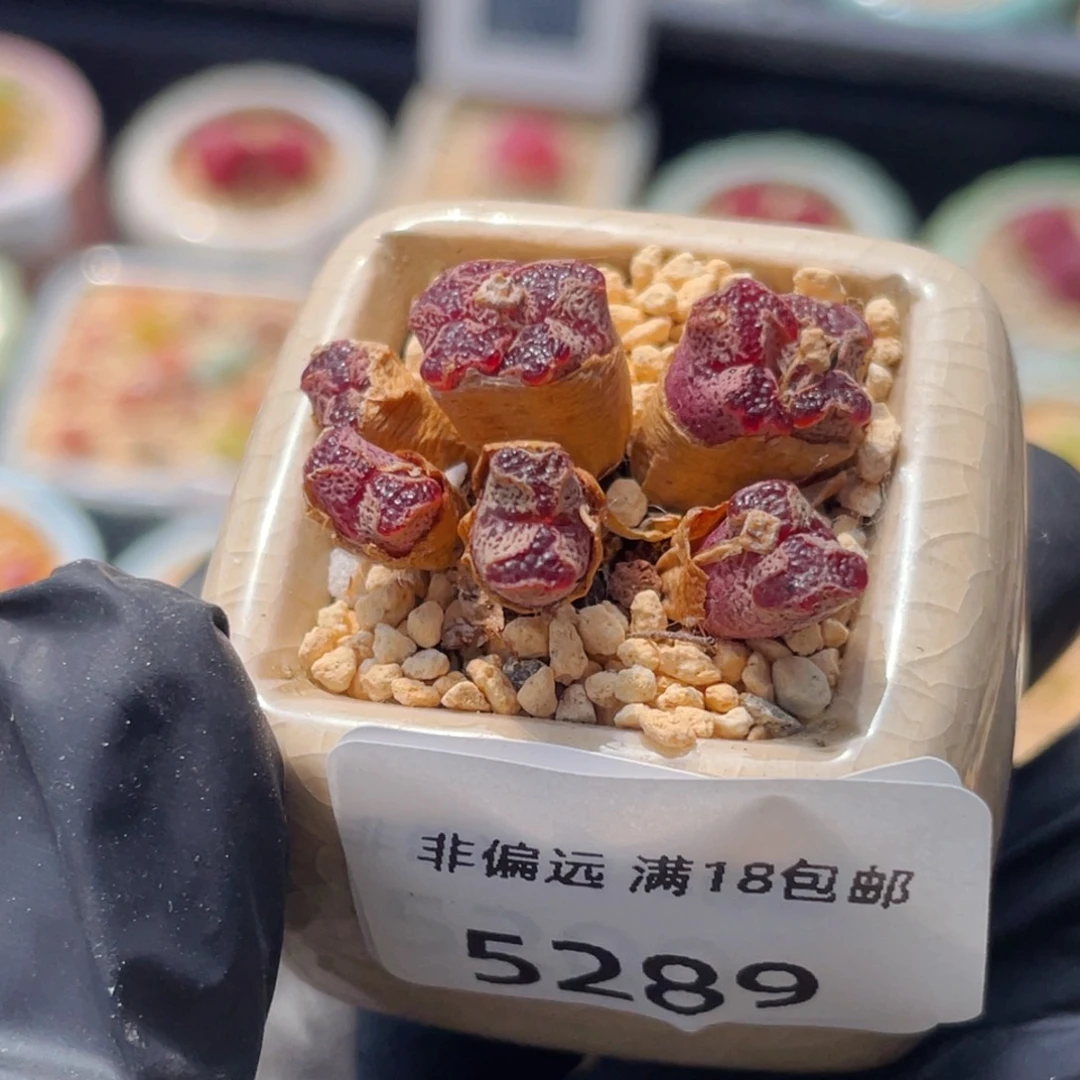 无花朵饭*饱5289--一物一拍 带盆