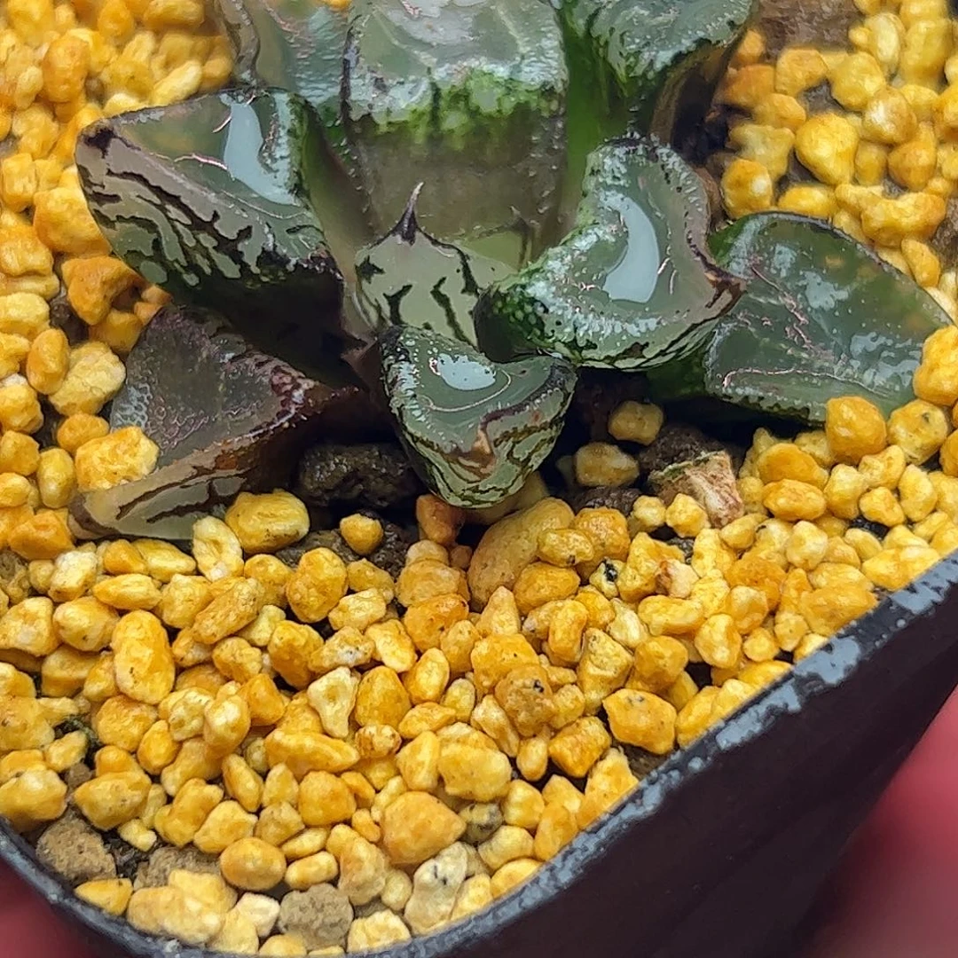 冰麒麟十二卷多肉植物