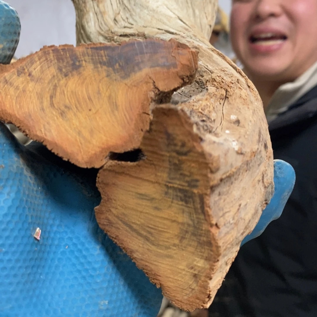 柏木（崖柏）听*崖柏