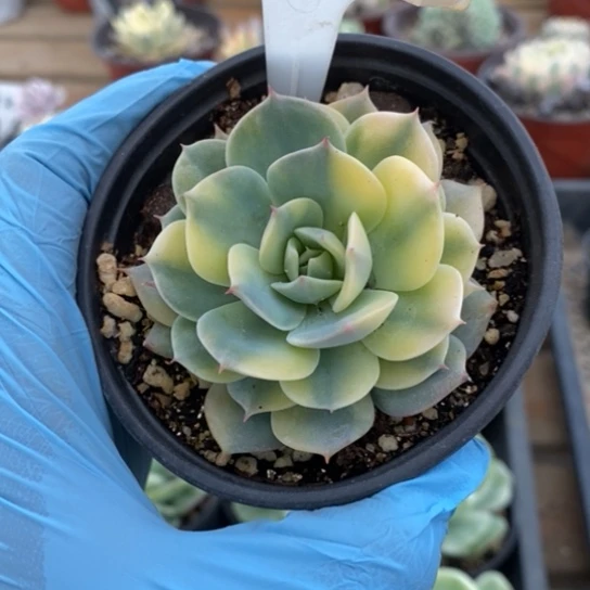 431一一一一一一一一一