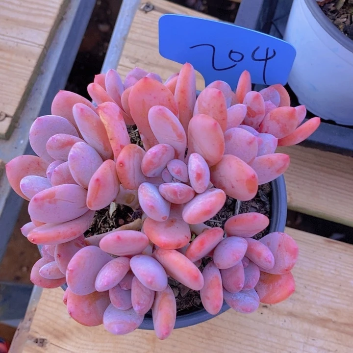 这种事情不可能再